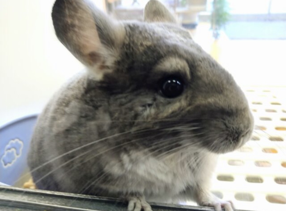 癒し💗草食動物フェア開催中🍀 説明画像です