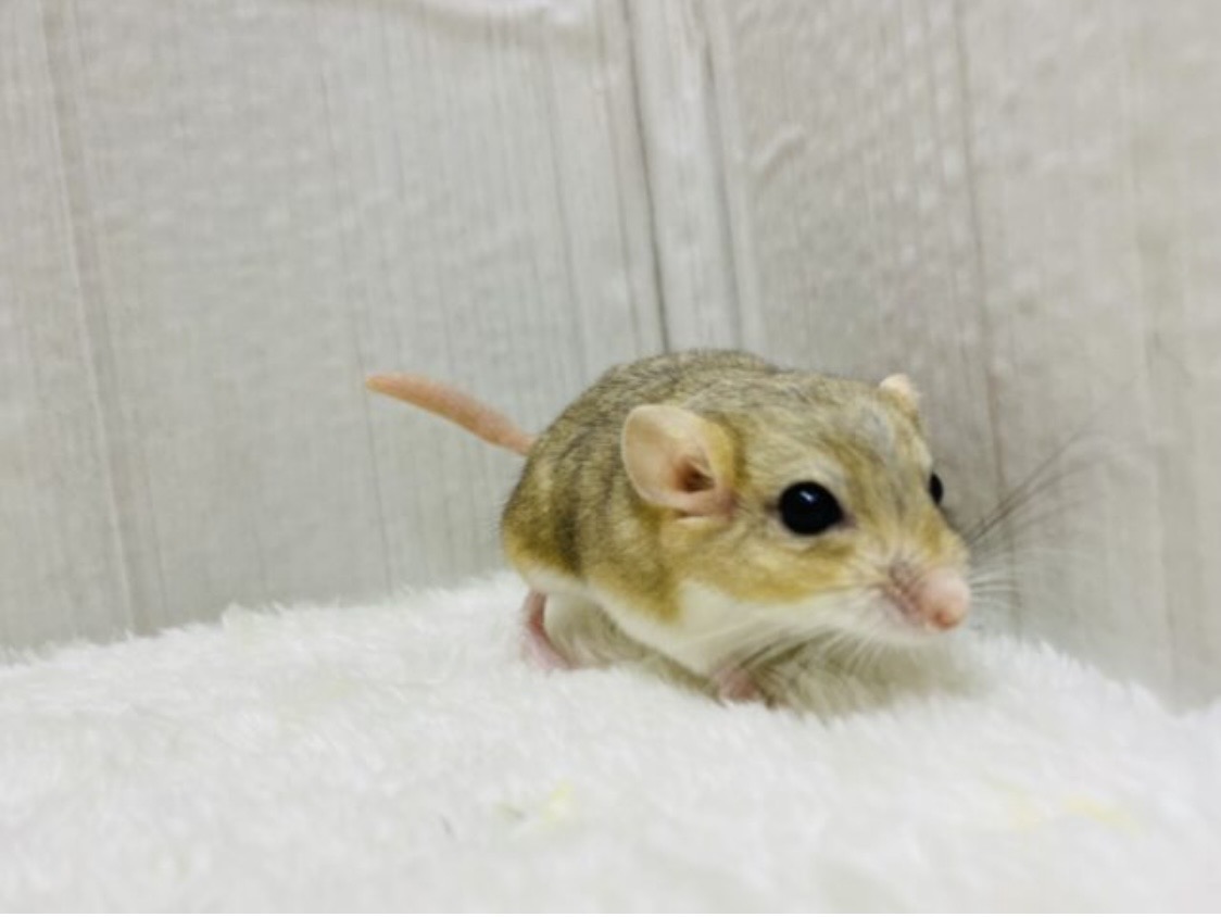 癒し💗草食動物フェア開催中🍀 説明画像です