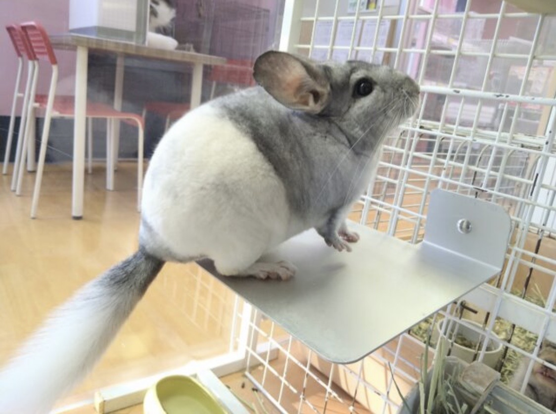 癒し💗草食動物フェア開催中🍀 説明画像です