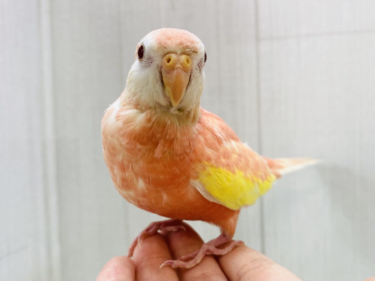 🌱甘々ピーチカラー🍑手乗りもできちゃう！！アキクサインコ✨✨
