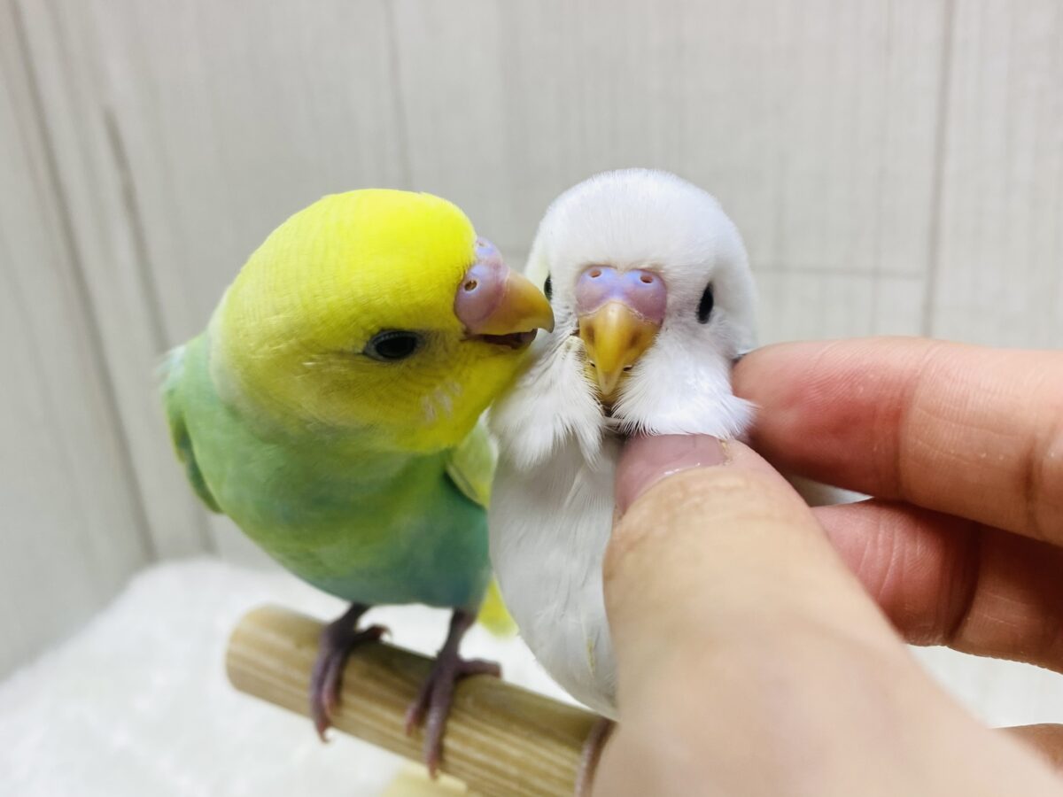 最新画像有ります⭐️儚い淡さ🫧魅力たっぷり💗セキセイインコ(パステルカラーレインボースパングル・ダブルファクター)💚🤍 セキセイインコ