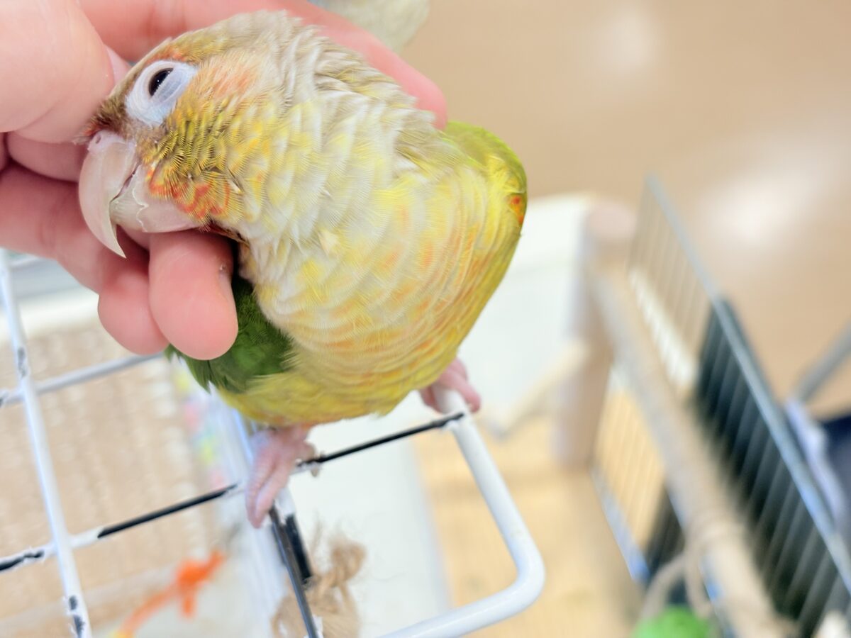 ホオミドリウロコインコ