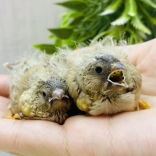 あと一羽⭐️夢も姿もジャンボサイズ‼️大きくなるぞぉ〜💪ジャンボキンカ鳥✨