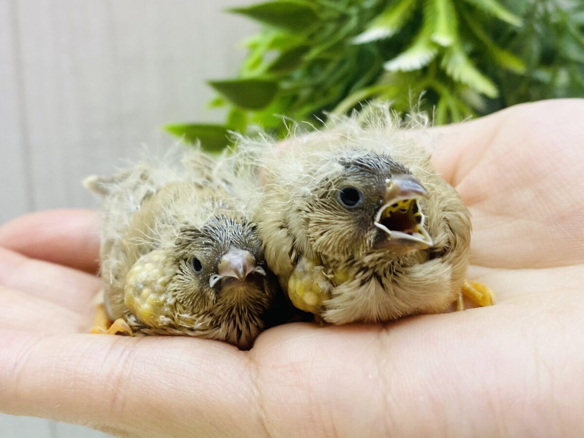 錦花鳥（キンカチョウ）