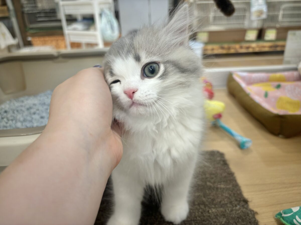 甘々美少年に沼落ち♥サイベリアンくん! サイベリアン