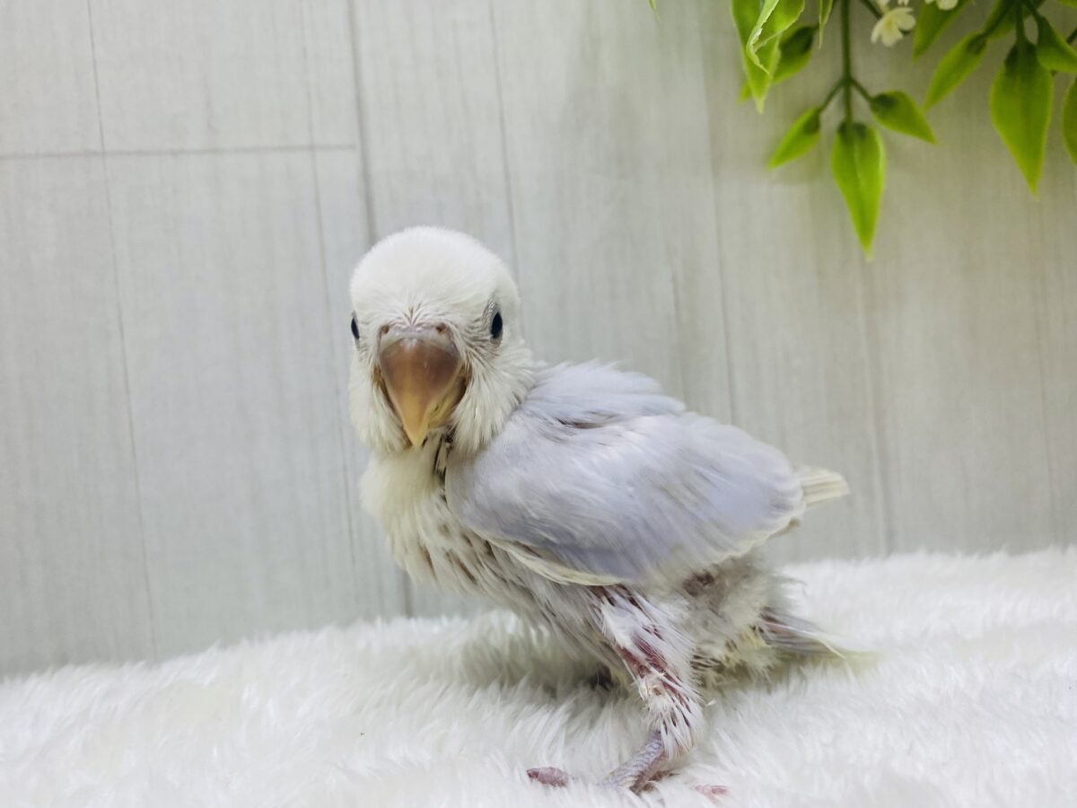 コザクラインコ（小桜インコ）