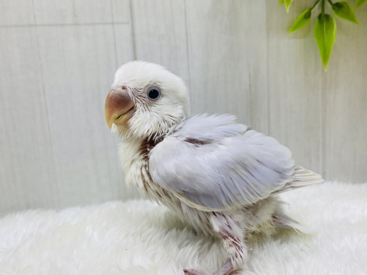 コザクラインコ（小桜インコ）