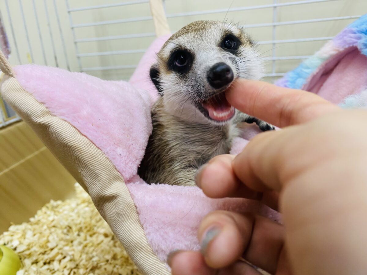 ミーアキャット