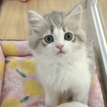 甘々美少年に沼落ち♥サイベリアンくん！