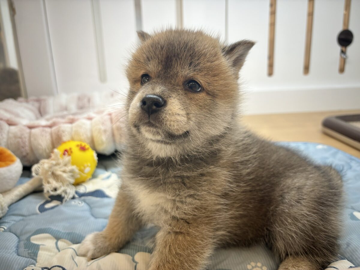 タレ目の破壊力〜!!!柴犬くん! 柴犬