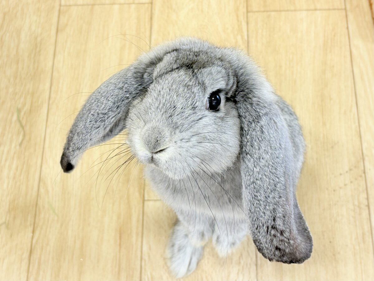 【最新画像更新🪄】BIGGirl🐰🩶フレンチロップ(グレー)女の子 フレンチロップイヤー