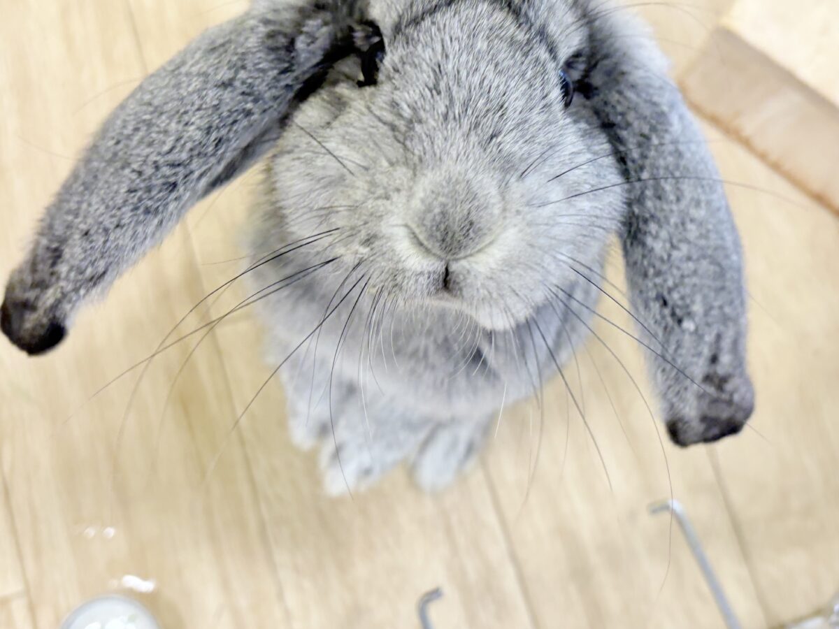 【最新画像更新🪄】BIGGirl🐰🩶フレンチロップ(グレー)女の子 フレンチロップイヤー