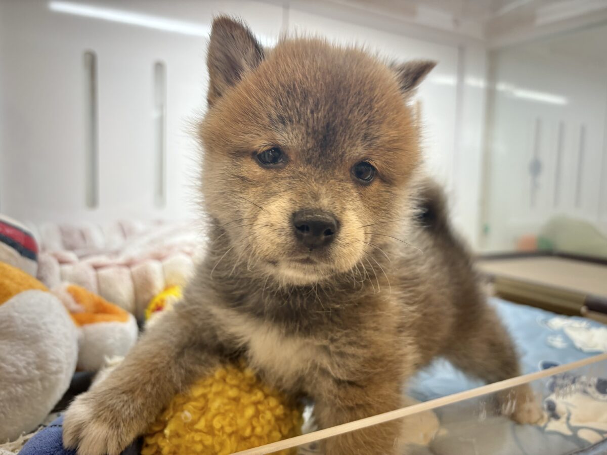 タレ目の破壊力〜!!!柴犬くん! 柴犬