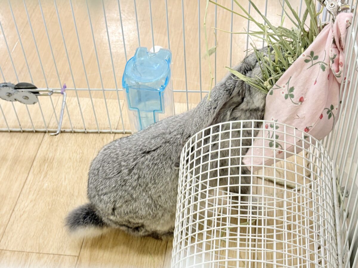 【最新画像更新🪄】BIGGirl🐰🩶フレンチロップ(グレー)女の子 フレンチロップイヤー