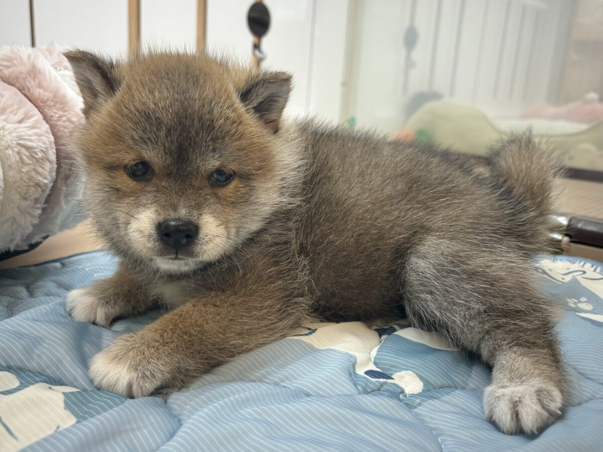 タレ目の破壊力〜!!!柴犬くん! 柴犬