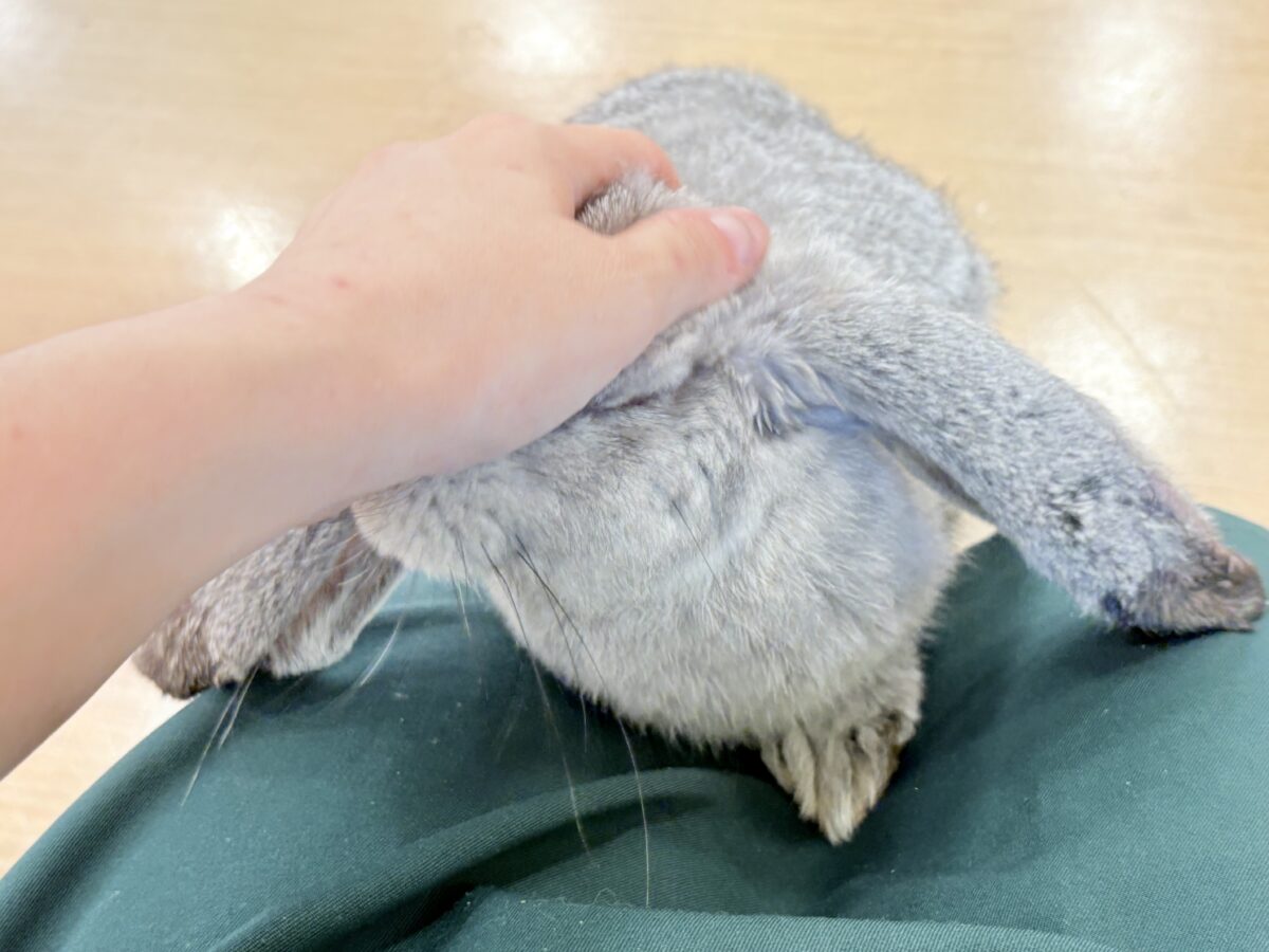 【最新画像更新🪄】BIGGirl🐰🩶フレンチロップ(グレー)女の子 フレンチロップイヤー