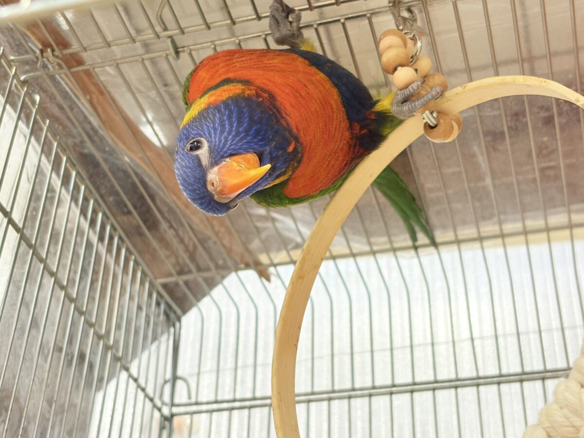 ゴシキセイガイインコ
