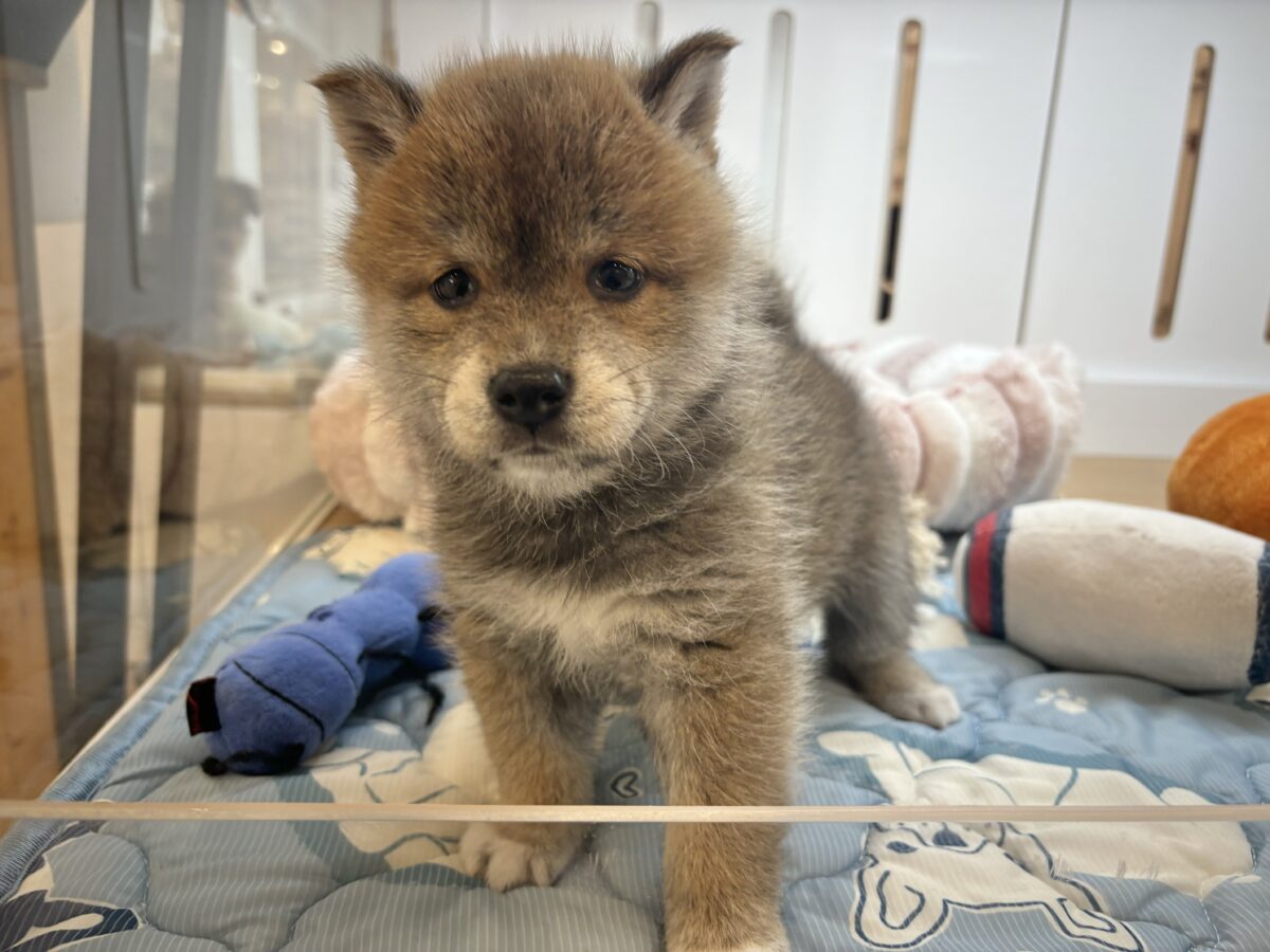 タレ目の破壊力〜!!!柴犬くん! 柴犬