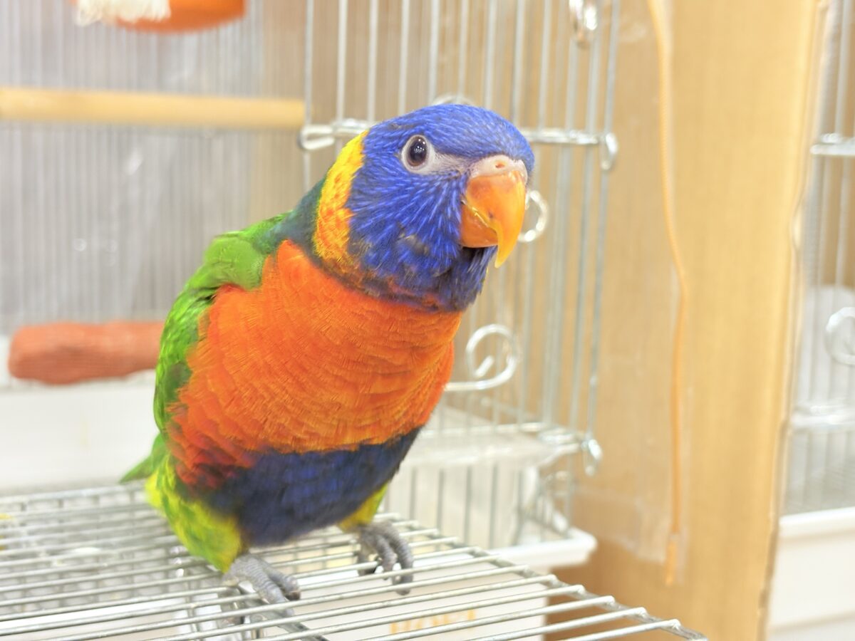 ゴシキセイガイインコ