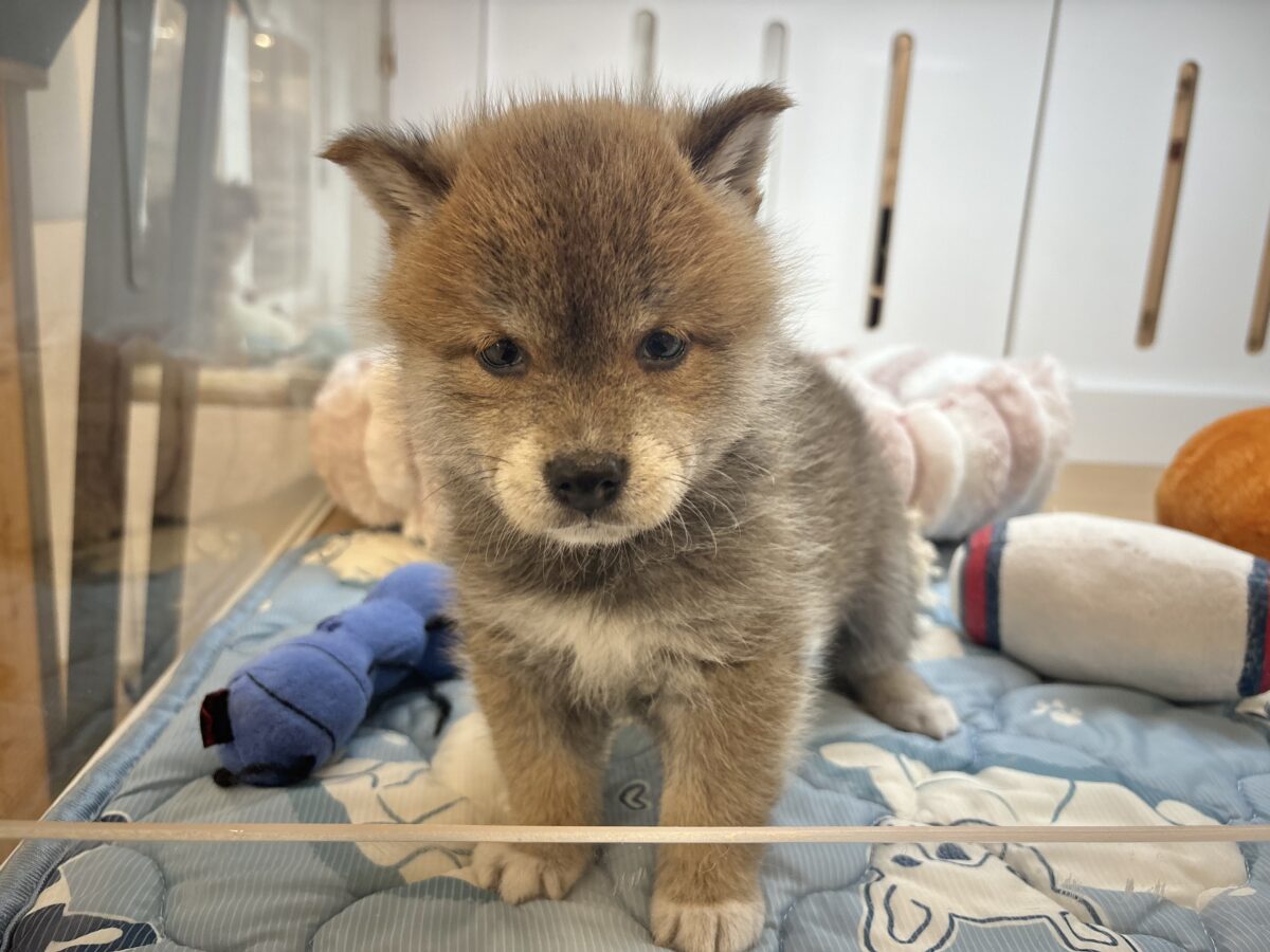 タレ目の破壊力〜!!!柴犬くん! 柴犬