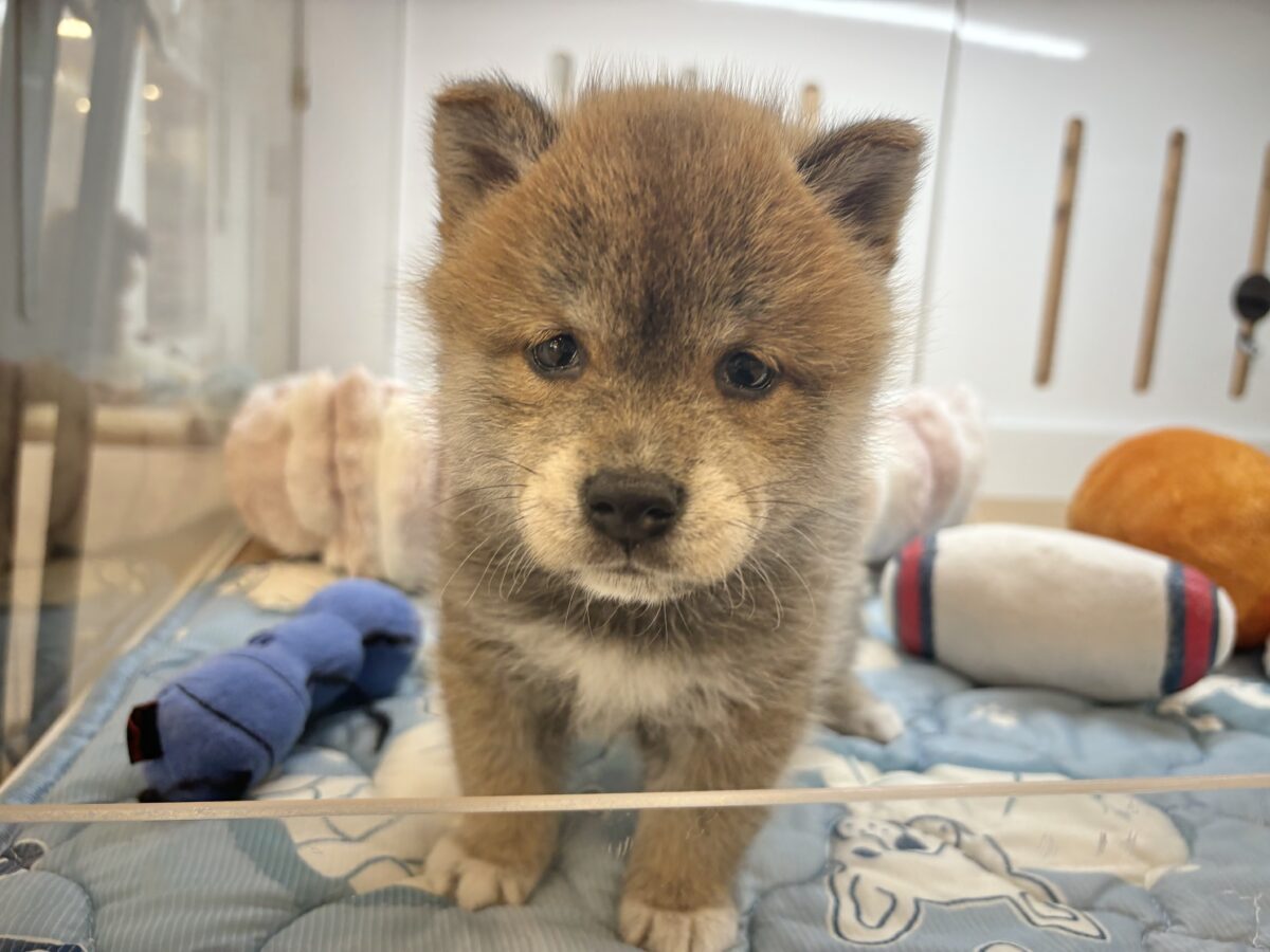 タレ目の破壊力〜!!!柴犬くん! 柴犬