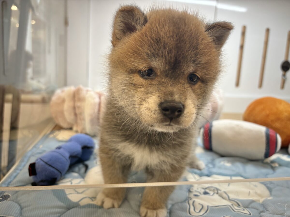 タレ目の破壊力〜!!!柴犬くん! 柴犬
