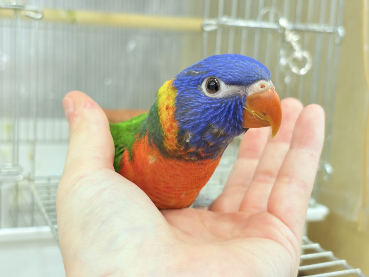 ゴシキセイガイインコ