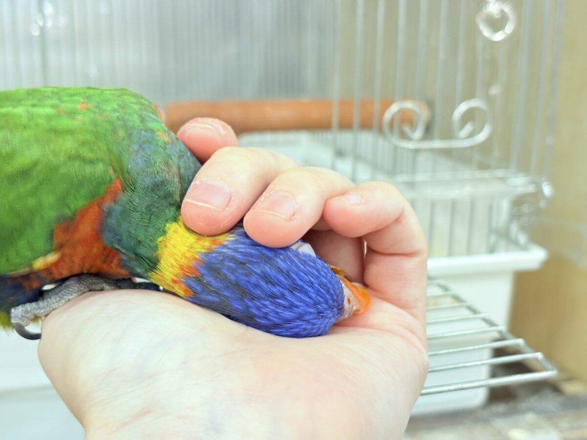 ゴシキセイガイインコ