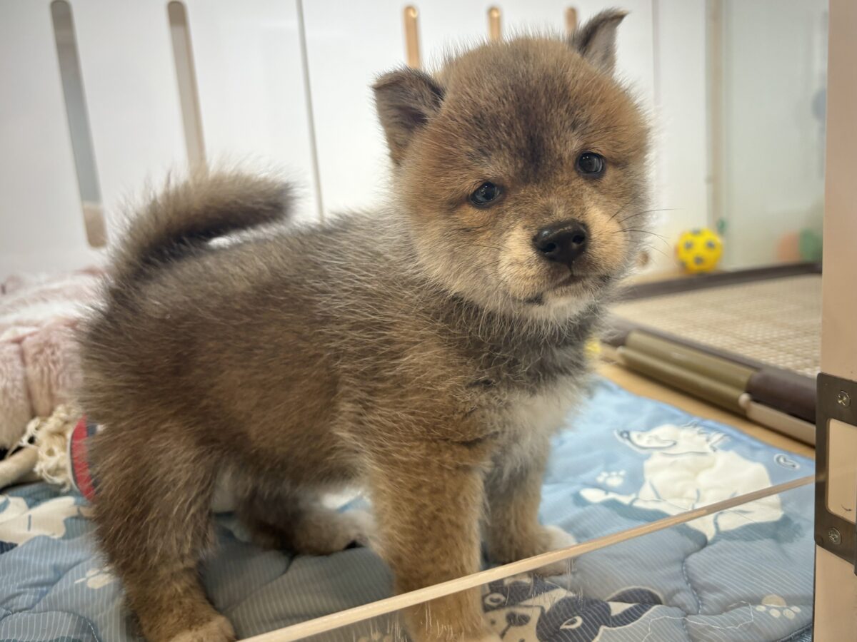 タレ目の破壊力〜!!!柴犬くん! 柴犬