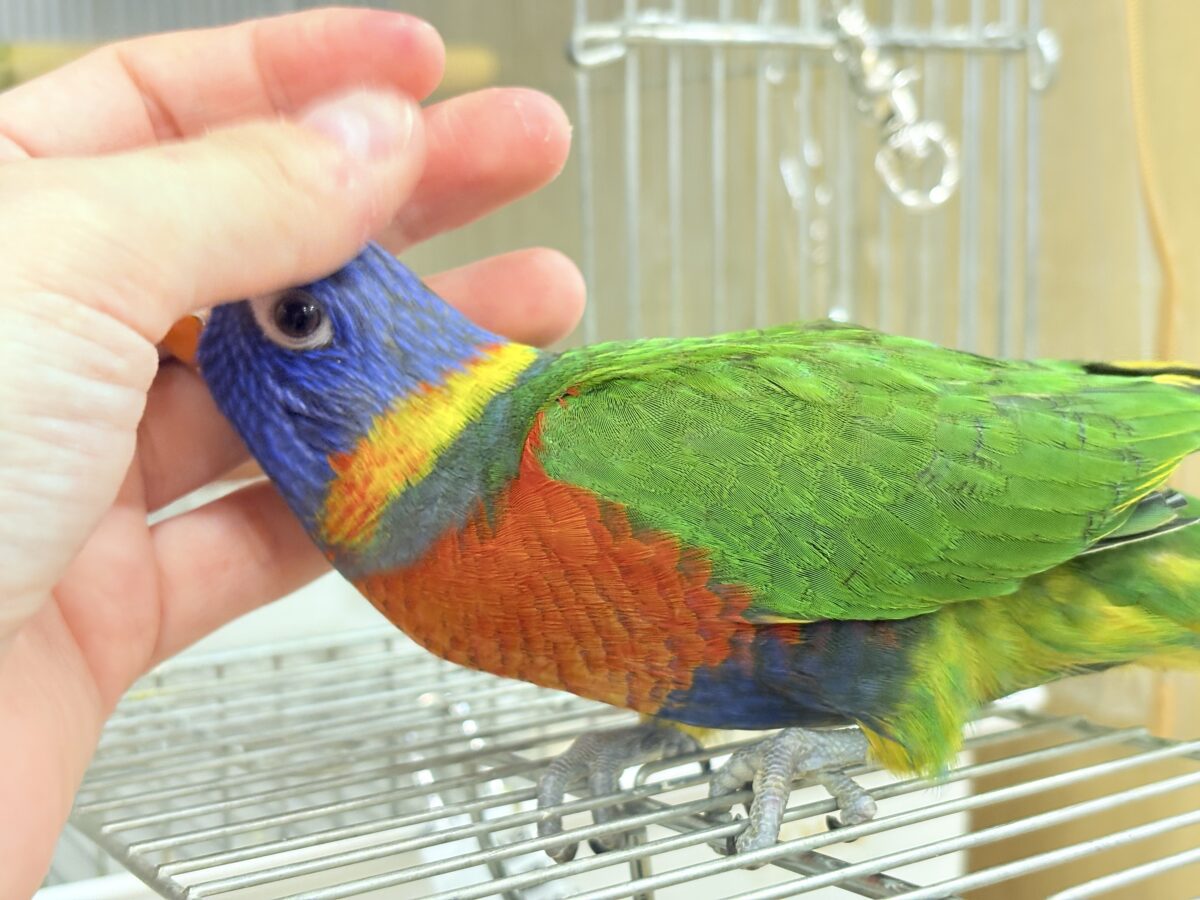 ゴシキセイガイインコ