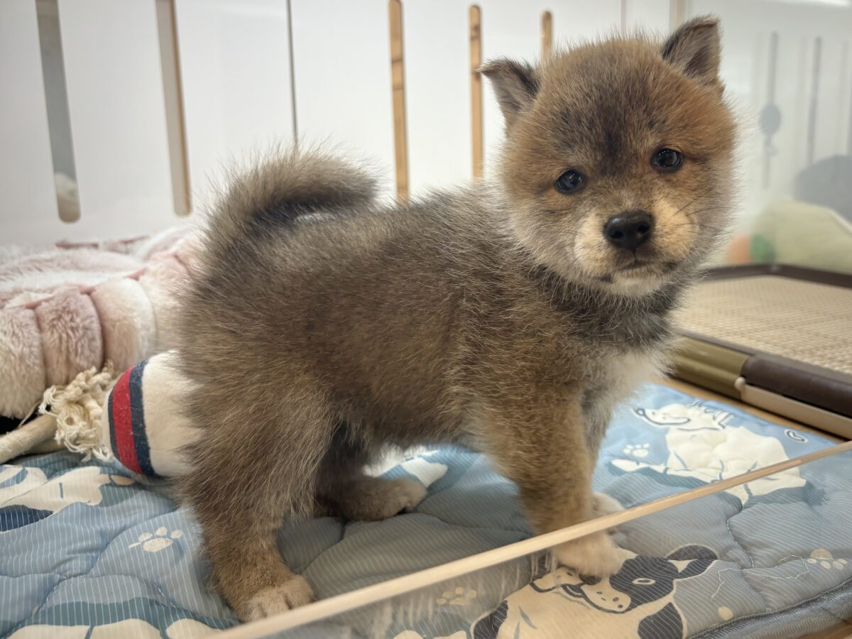 タレ目の破壊力〜!!!柴犬くん! 柴犬