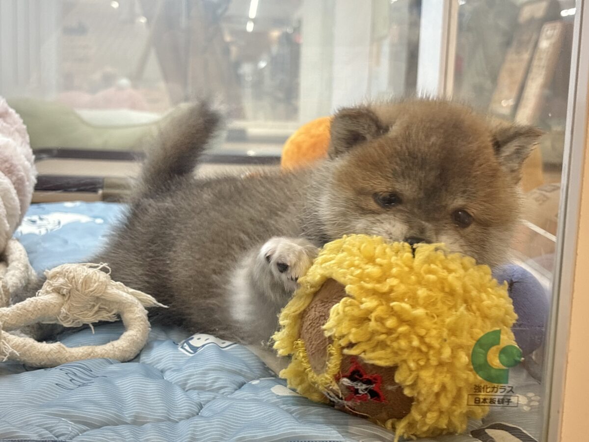 タレ目の破壊力〜!!!柴犬くん! 柴犬