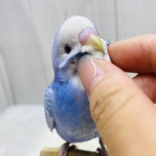 最新画像あります⭐️あと一羽❗️爽やかブルーで暑さも吹っ飛ぶ‼️セキセイインコのスパングル💙