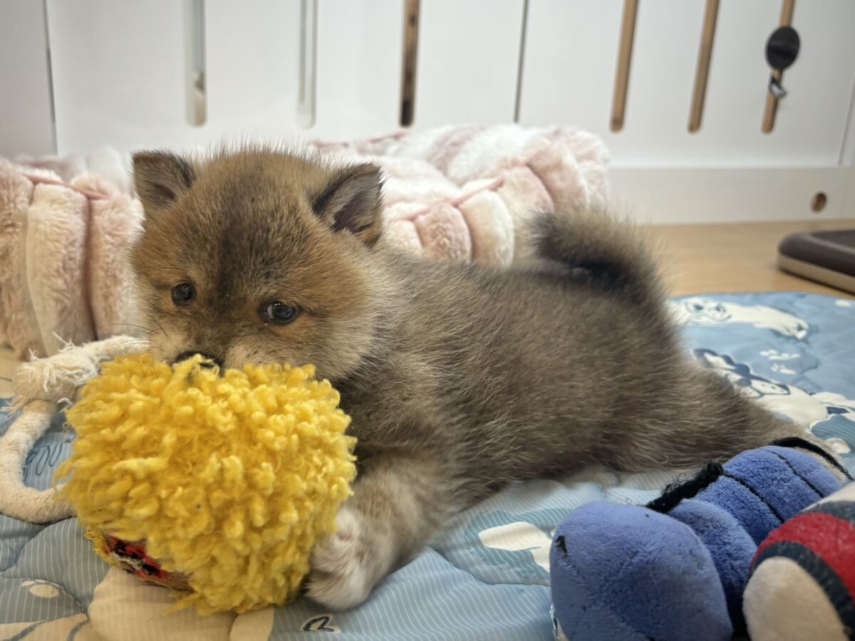 タレ目の破壊力〜!!!柴犬くん! 柴犬