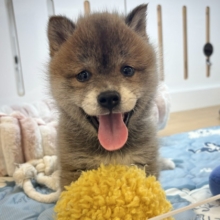 タレ目の破壊力〜！！！柴犬くん！