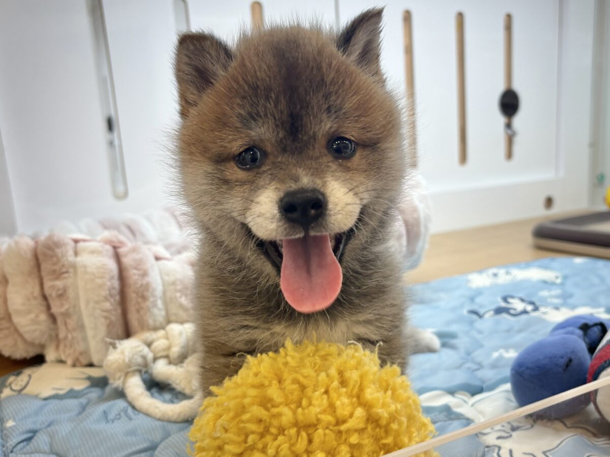 タレ目の破壊力〜!!!柴犬くん! 柴犬