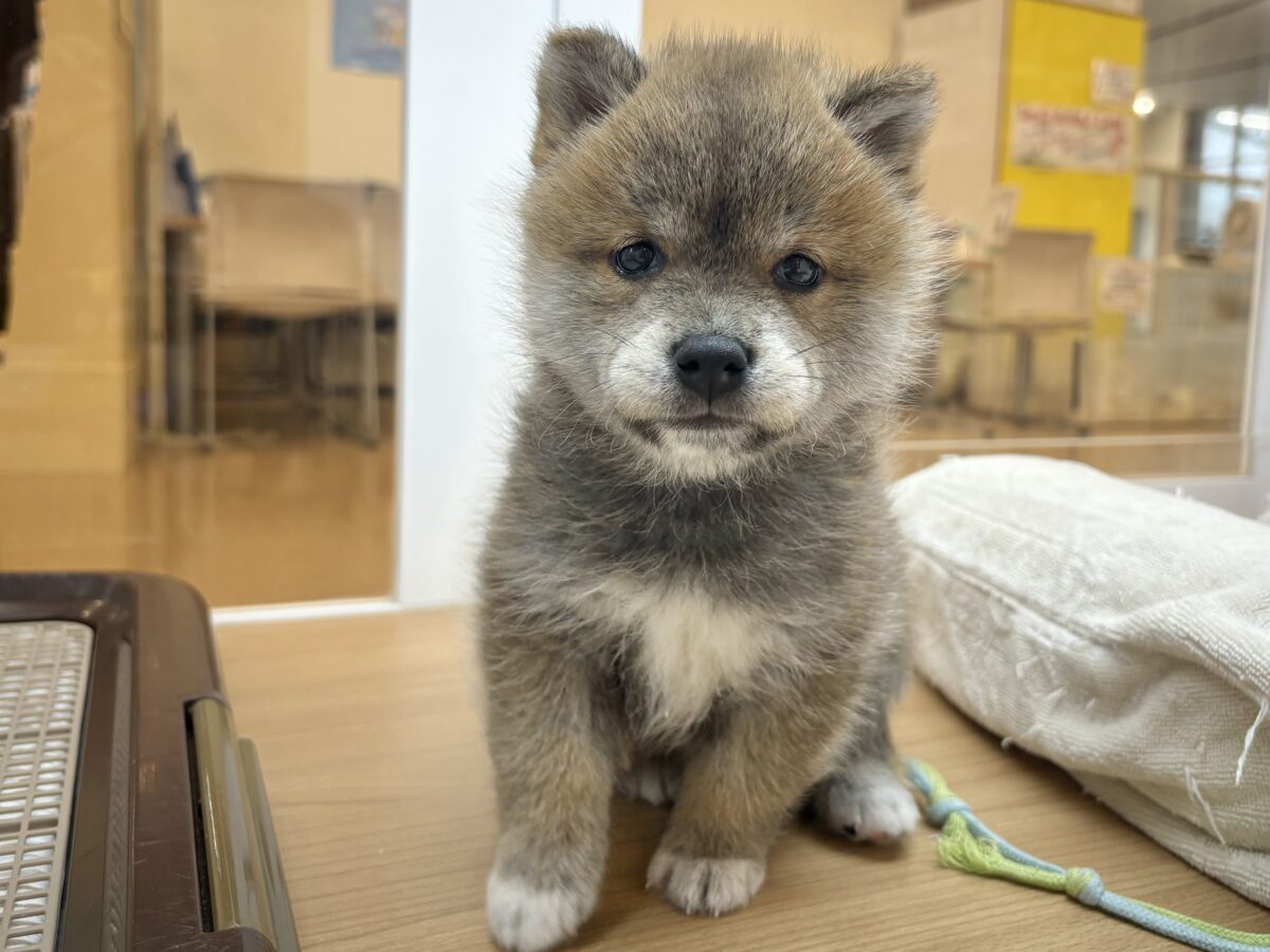 タレ目の破壊力〜!!!柴犬くん! 柴犬