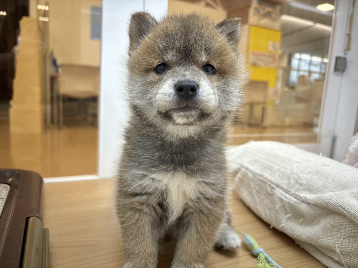 タレ目の破壊力〜!!!柴犬くん! 柴犬