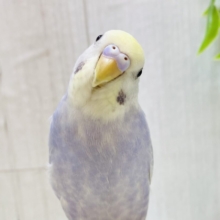 最新画像有ります🌟優しげな雰囲気💕セキセイインコのライラックやって来た！！