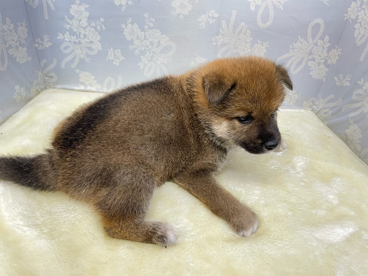 💚人気種のしばくん💚柴犬(赤)💙男の子💙2026年4月10日生まれ 柴犬