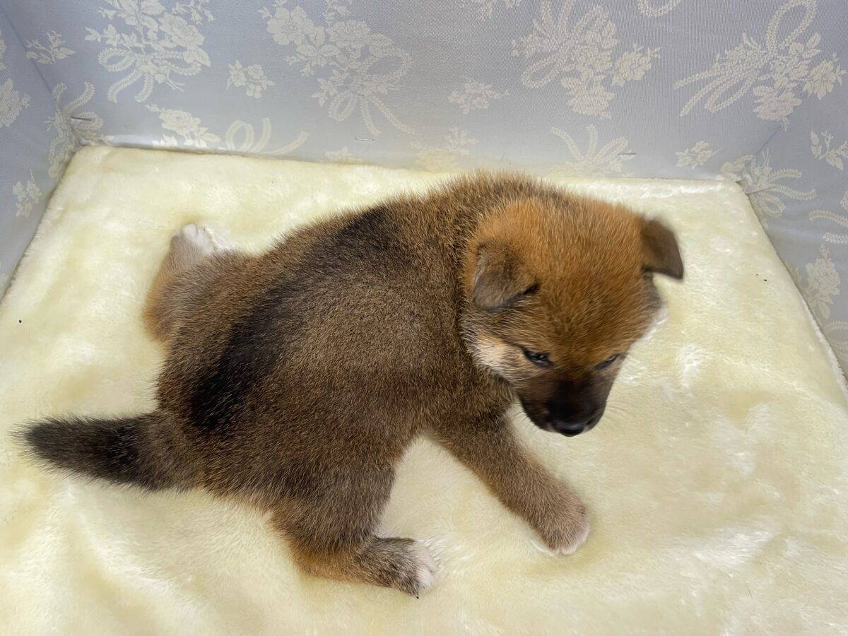 💚人気種のしばくん💚柴犬(赤)💙男の子💙2026年4月10日生まれ 柴犬