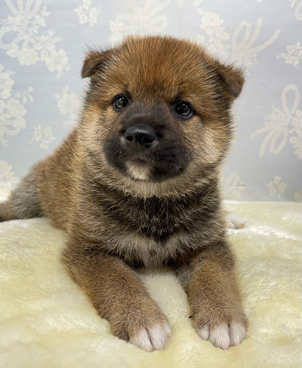 💚人気種のしばくん💚柴犬(赤)💙男の子💙2026年4月10日生まれ 柴犬