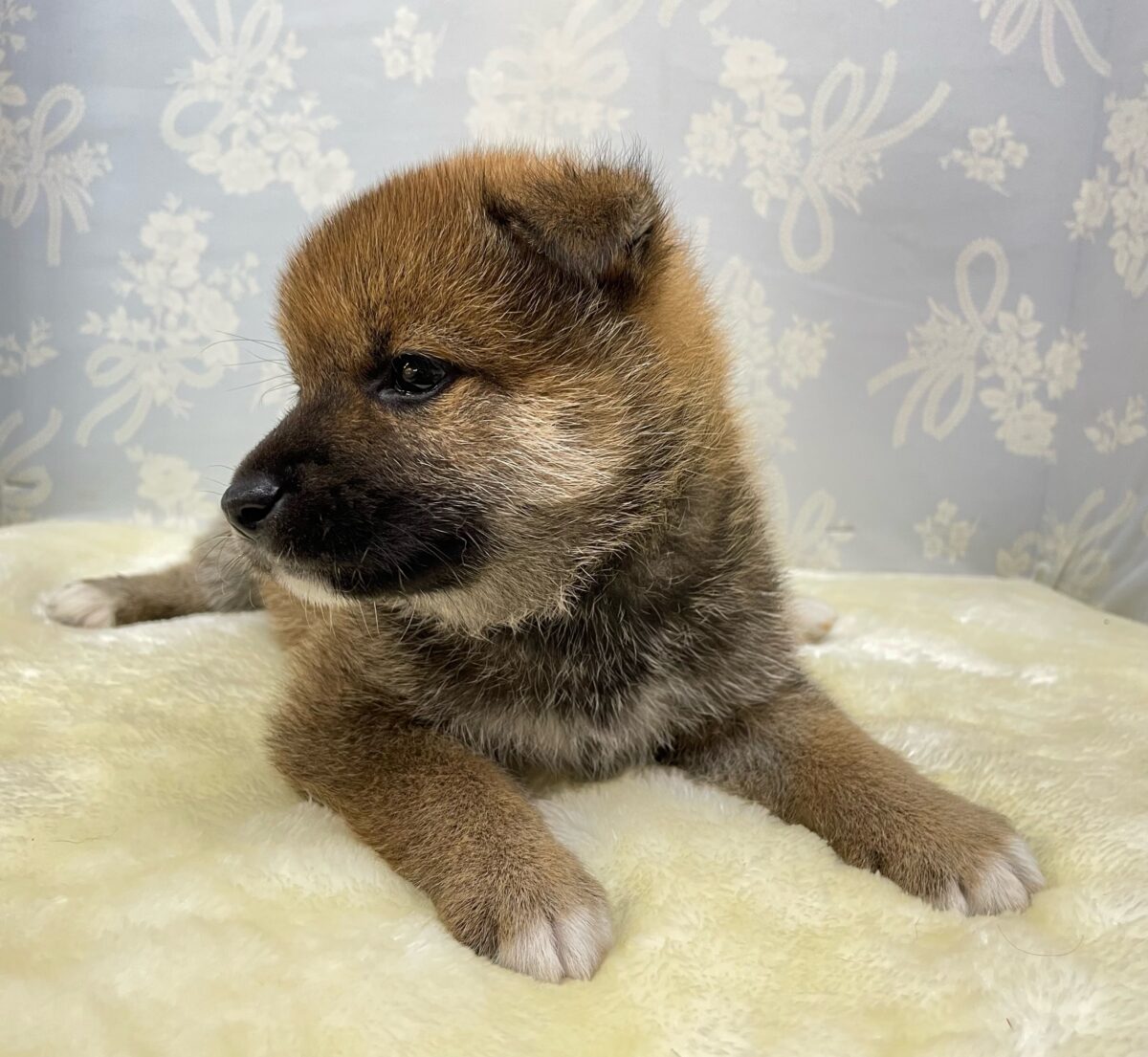 💚人気種のしばくん💚柴犬(赤)💙男の子💙2026年4月10日生まれ 柴犬