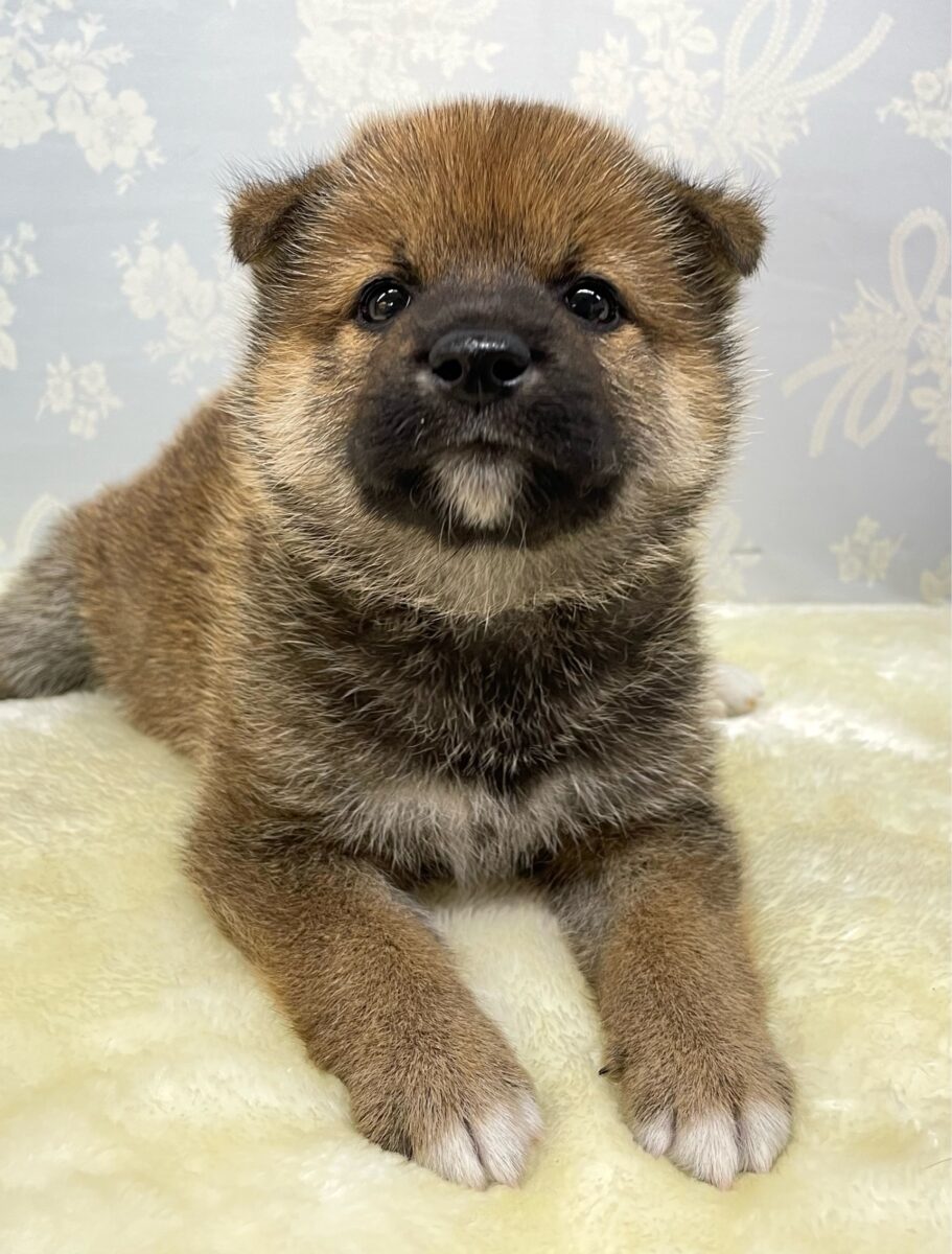 💚人気種のしばくん💚柴犬(赤)💙男の子💙2026年4月10日生まれ 柴犬