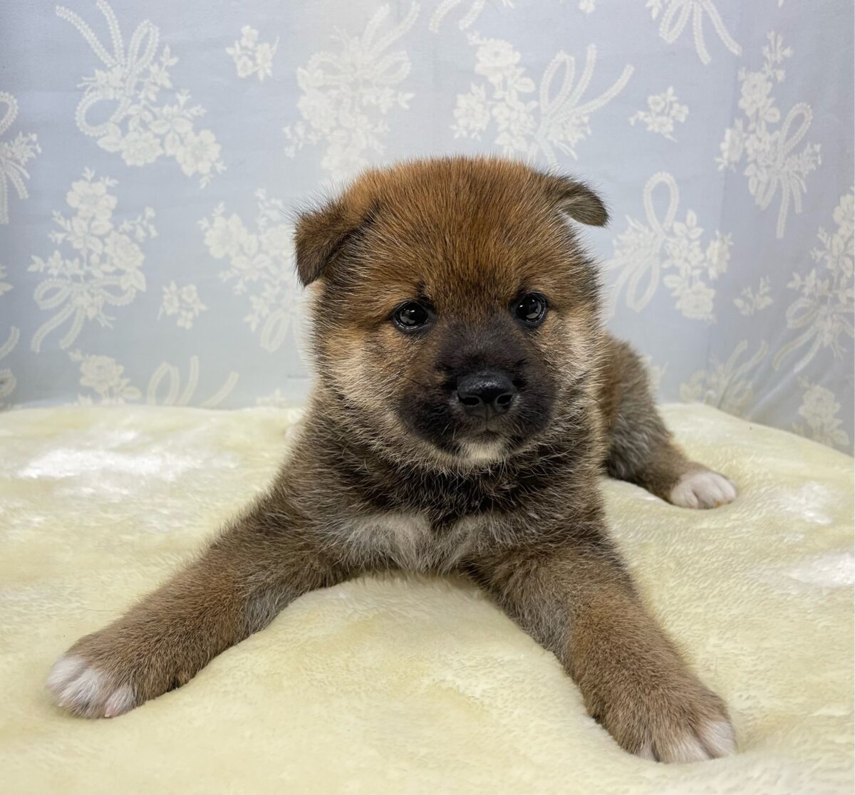💚人気種のしばくん💚柴犬(赤)💙男の子💙2026年4月10日生まれ 柴犬