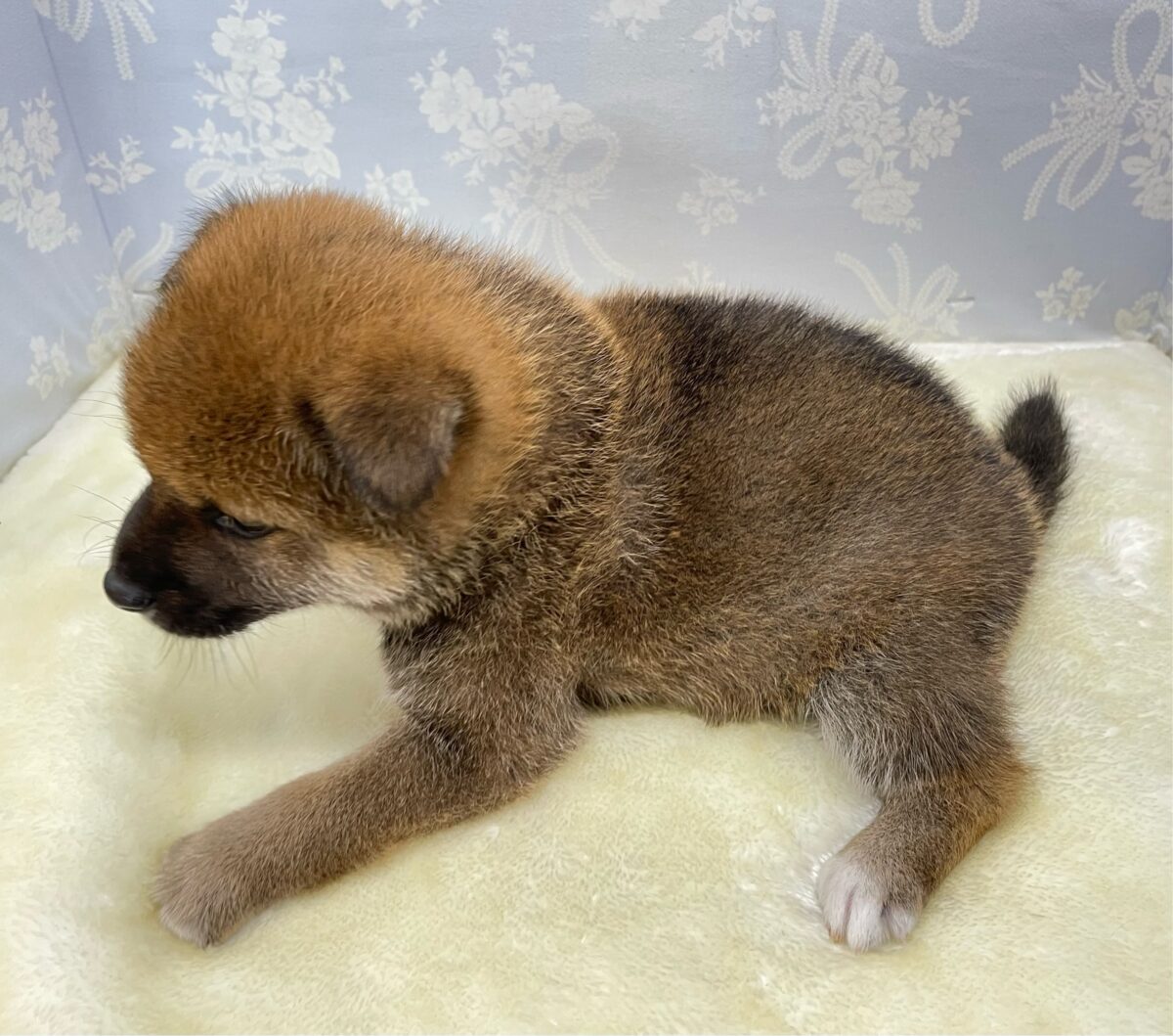 💚人気種のしばくん💚柴犬(赤)💙男の子💙2026年4月10日生まれ 柴犬