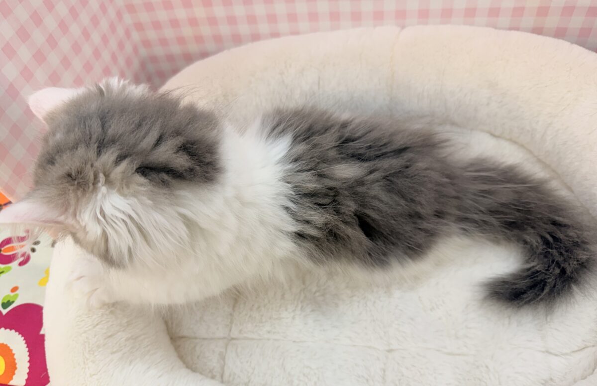 マンチカン