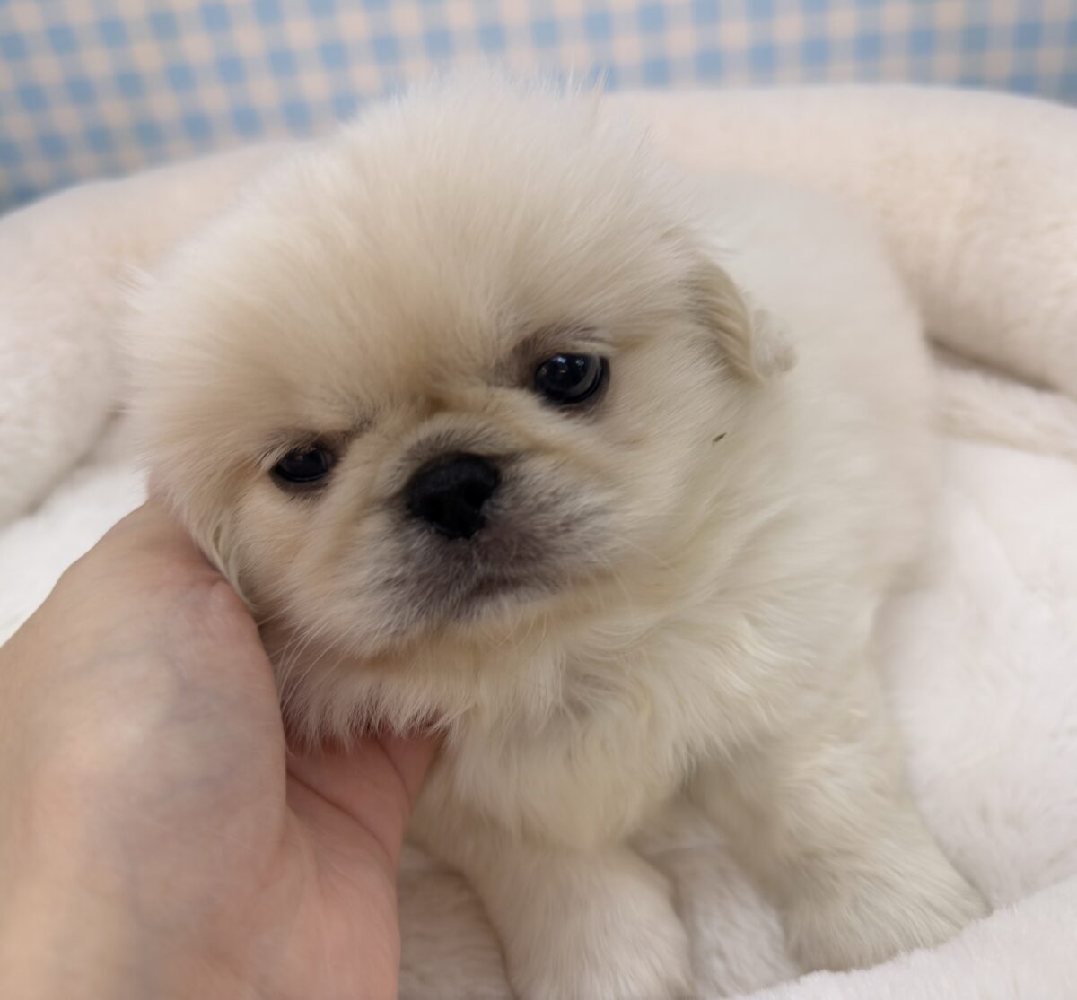 最新📷アザラシの子供?ペキくん来たよ! ペキニーズ