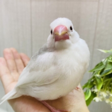 最新画像有ります🌟小さくても表情は一丁前‼️白文鳥さん💖