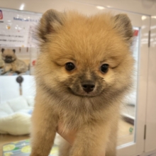超ホヤホヤ最新画像✨僕の甘ったれを受け止めてぇ〜♡ポメラニアンくん！